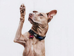 Dog in a training shock collar collar with paw up