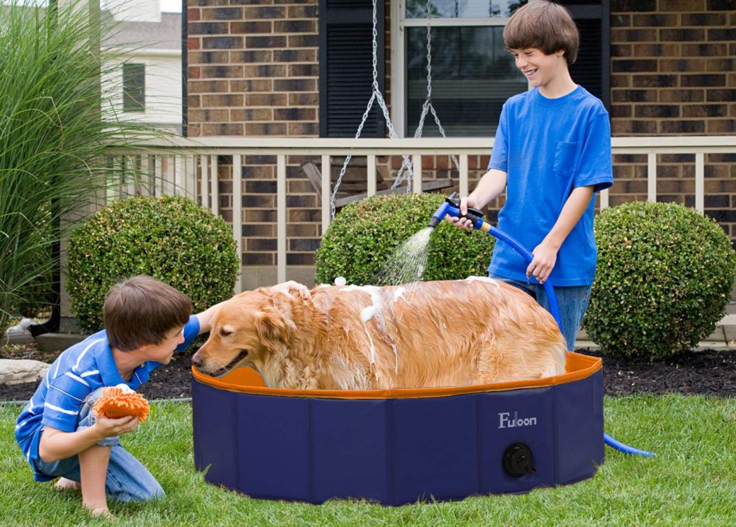 Best Swimming Pools For Dogs of 2021 Top 4 Choises