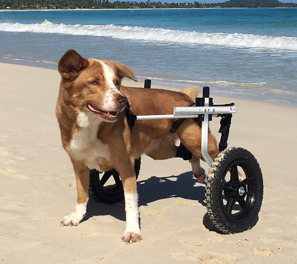 Guide To Choosing Dog Wheelchair - Our In-Depth Reviews | Dogs Recommend