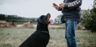 photography of man training a rottweiler