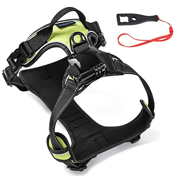 The Best Dog Camera of 2020 Guide & Reviews