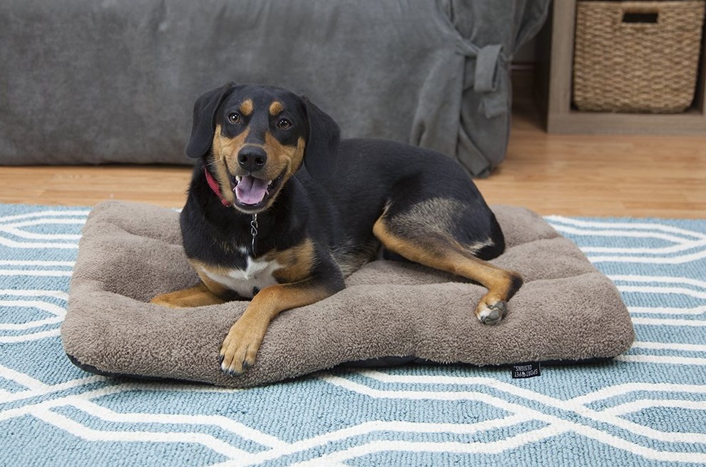 Pet Bed Size Guide Picking the Right Bed for a Dog