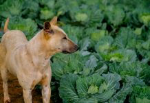 Thai dog at cabbage farm on highlands of Thailand