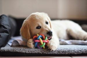 buy dog toys