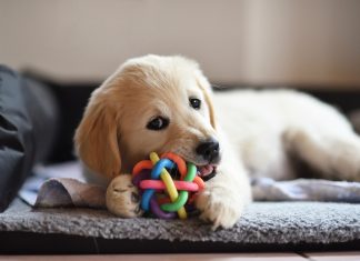 Golden retriever dog puppy playing with toy while lying on den