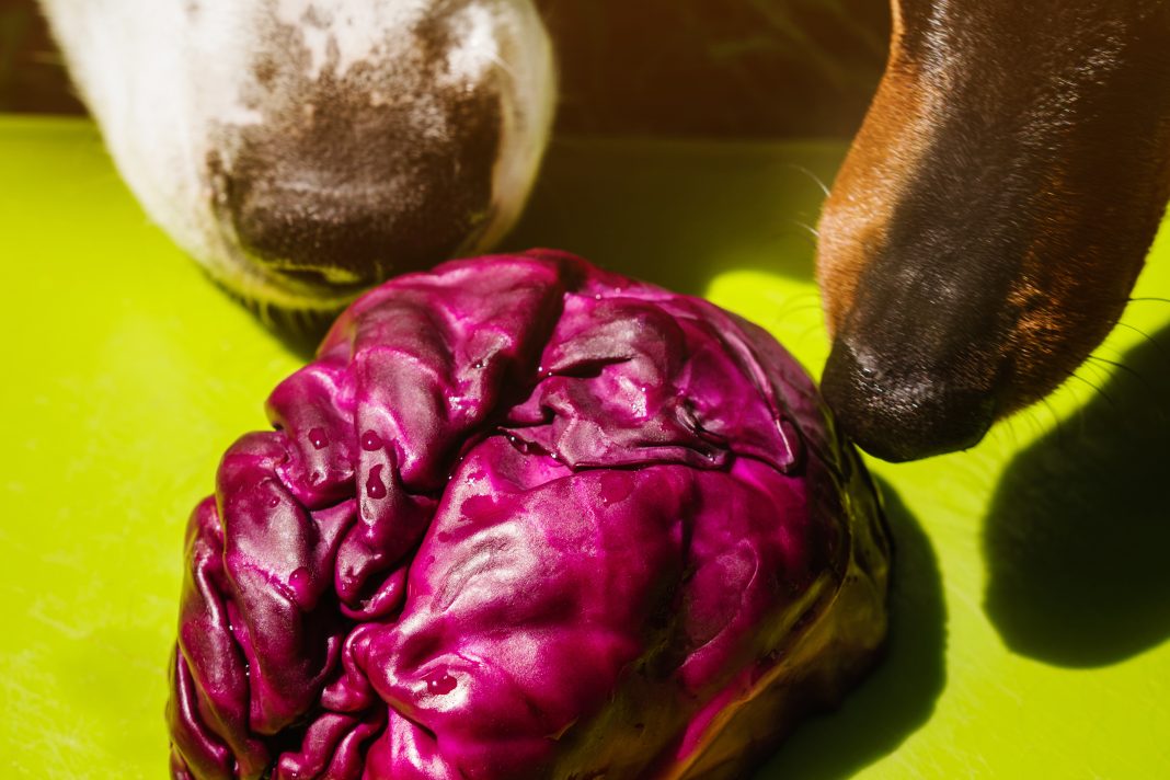 Can Dogs Eat Cabbage?