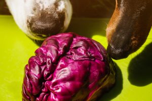 Red cabbage on green platic cutting board and two funny curious dogs' noses sniffing around on blurred background