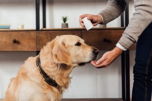 Cropped view of man giving vitamins to golden retriever at home
