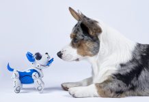 Corgi dog with a robotic interactive toy dog