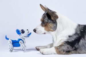 Corgi dog with a robotic interactive toy dog