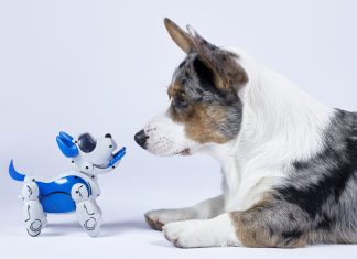 Corgi dog with a robotic interactive toy dog