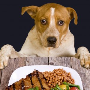 are pinto beans bad for dogs