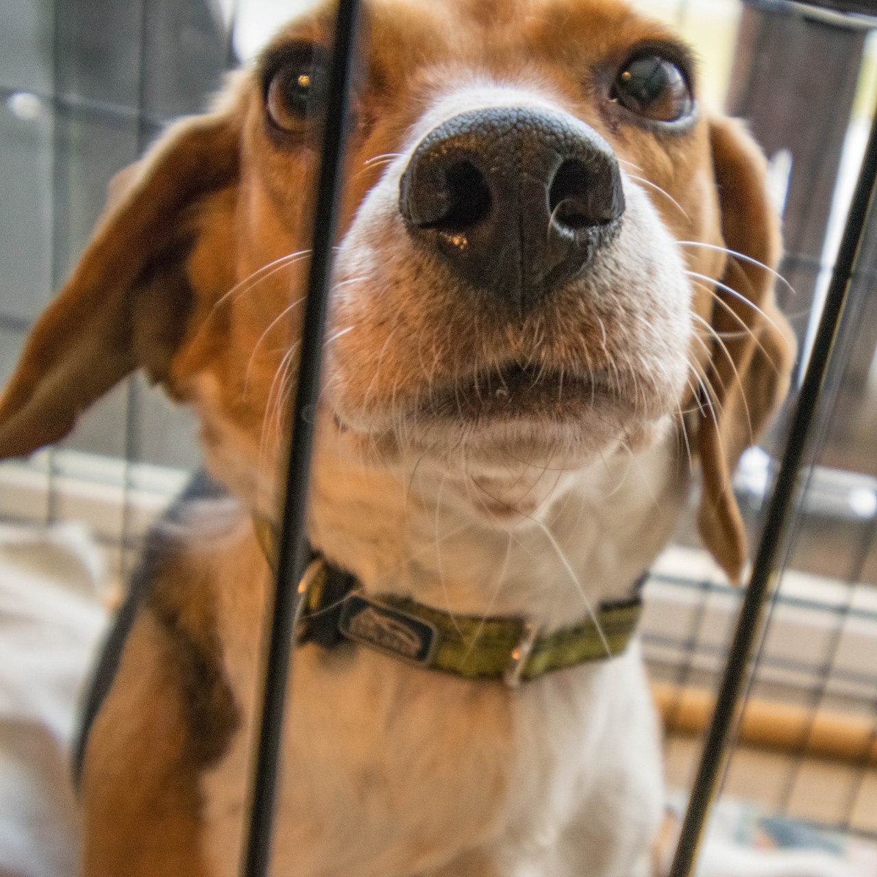 dog indoor animal kennels crates dogs eliminated tests million livekindly adult