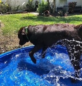 hard plastic dog pool