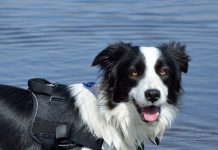 Dog in a Life Jacket