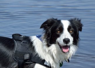 Dog in a Life Jacket
