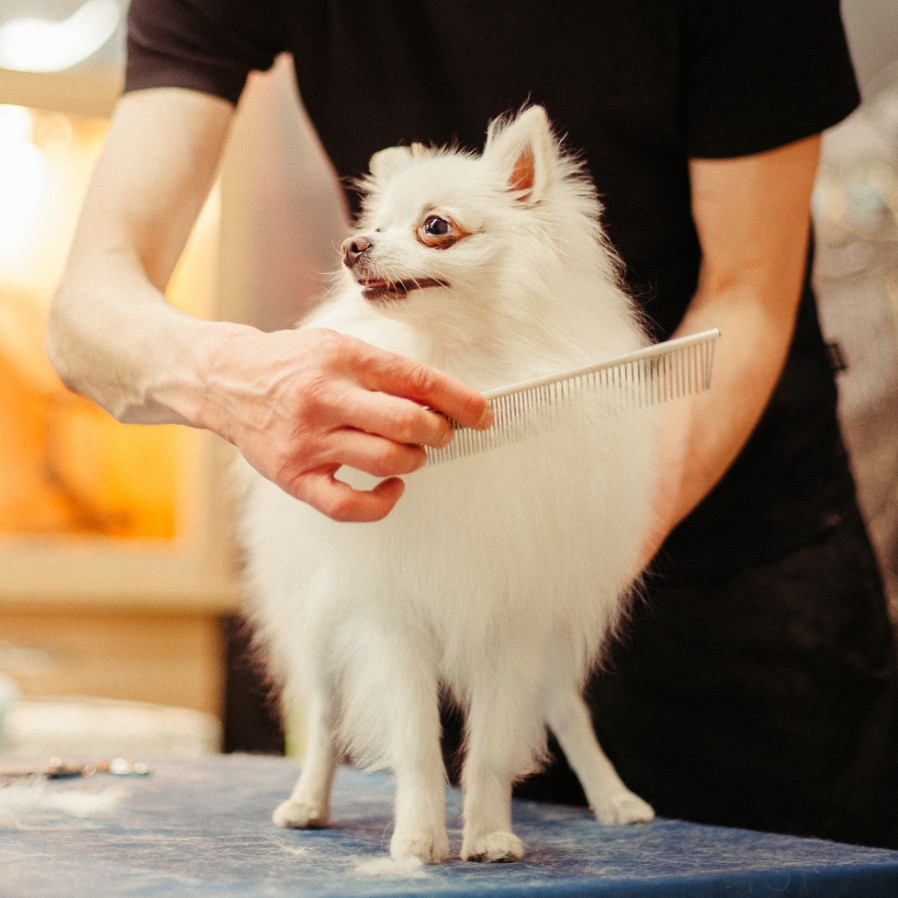 cheap pet haircuts