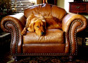 Dog lies on a canine chair cushion