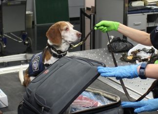Dog in an Airport
