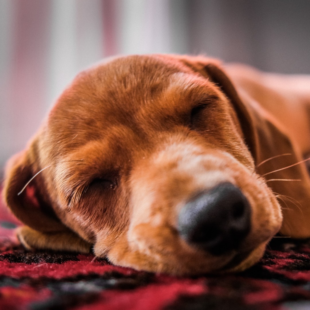 milliard dog bed