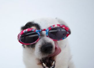 Close Up of Dog Wearing Glasses
