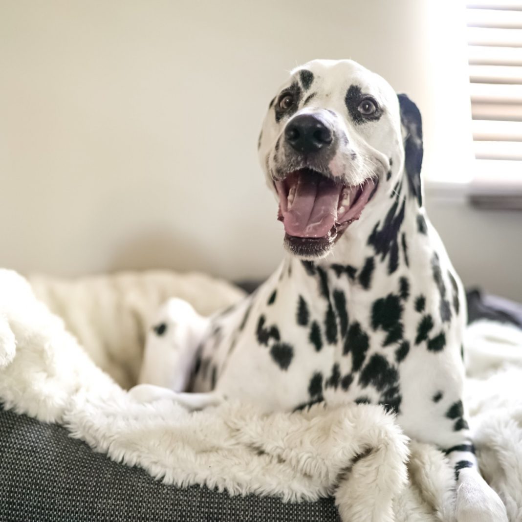 Pet Bed Size Guide Picking the Right Bed for a Dog