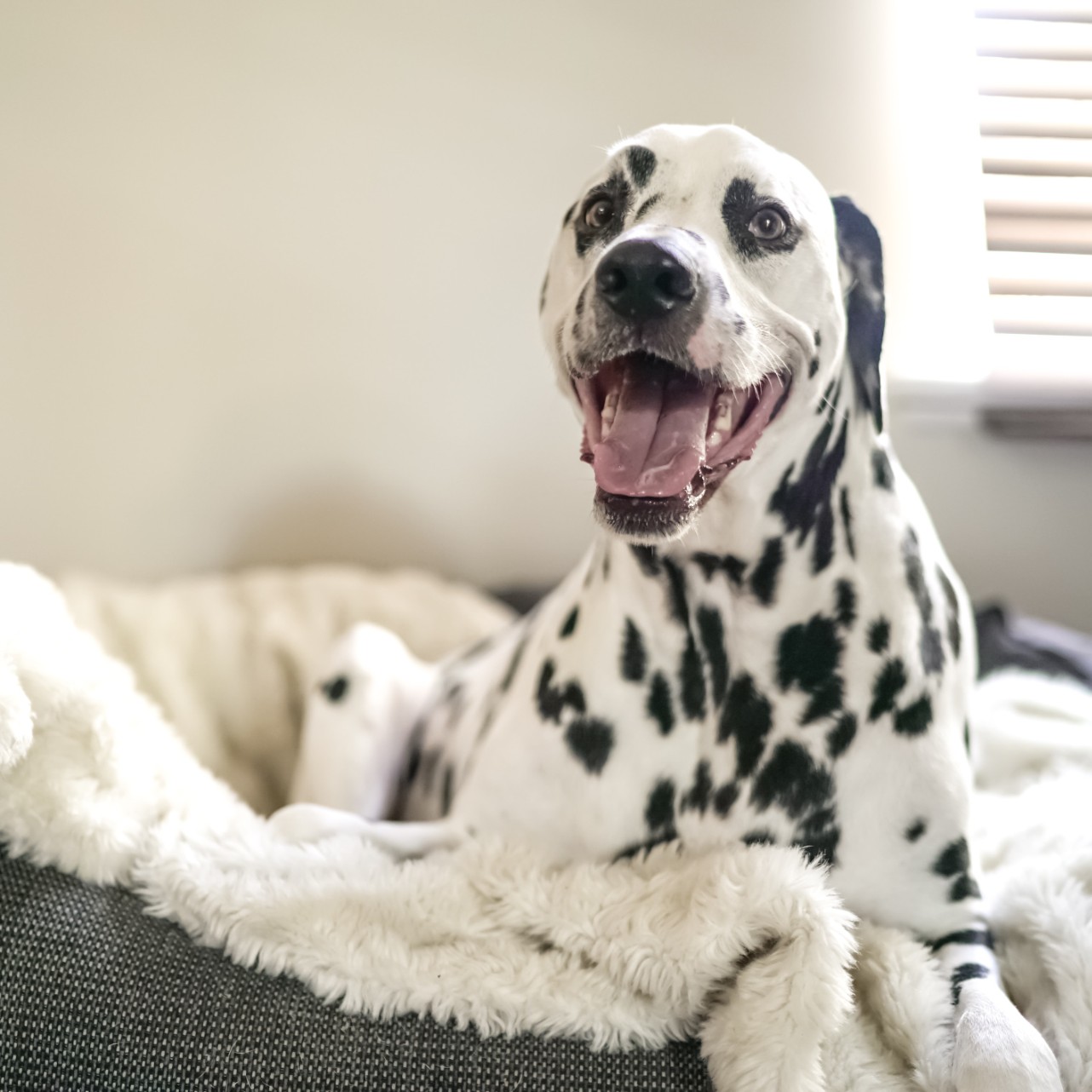 Pet Bed Size Guide Picking the Right Bed for a Dog