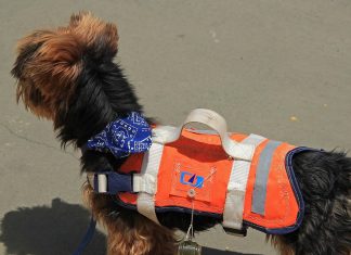 Dog In A Life Vest