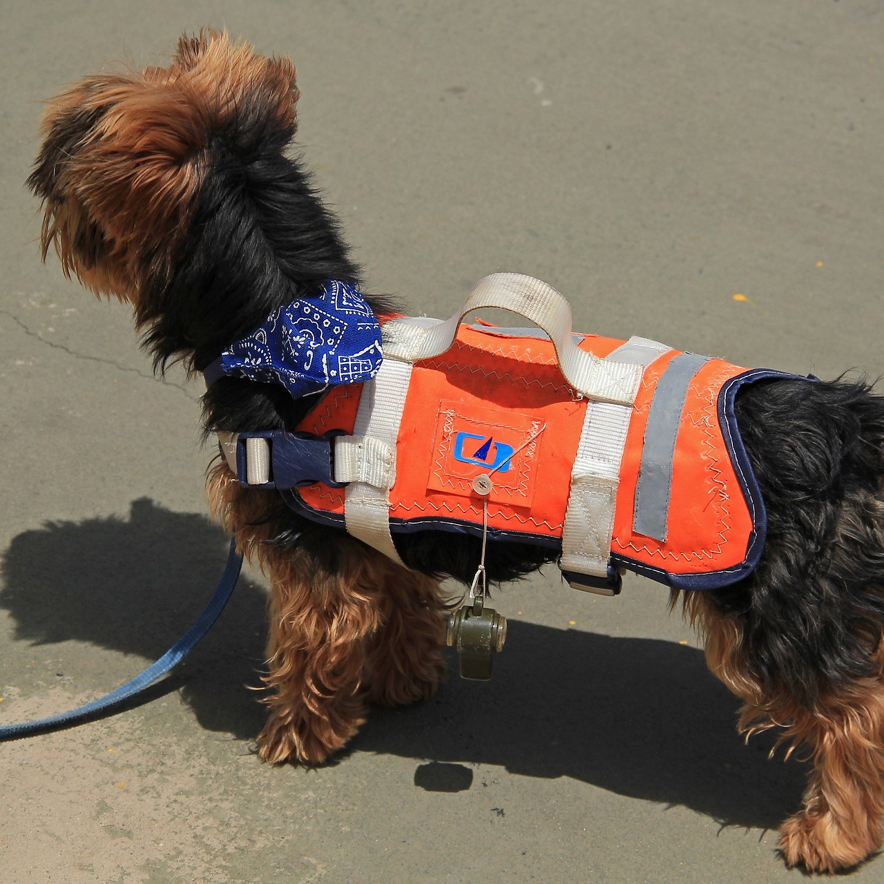best rated dog life jacket