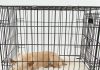 Dog Sleeping in a Cage