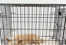 Dog Sleeping in a Cage