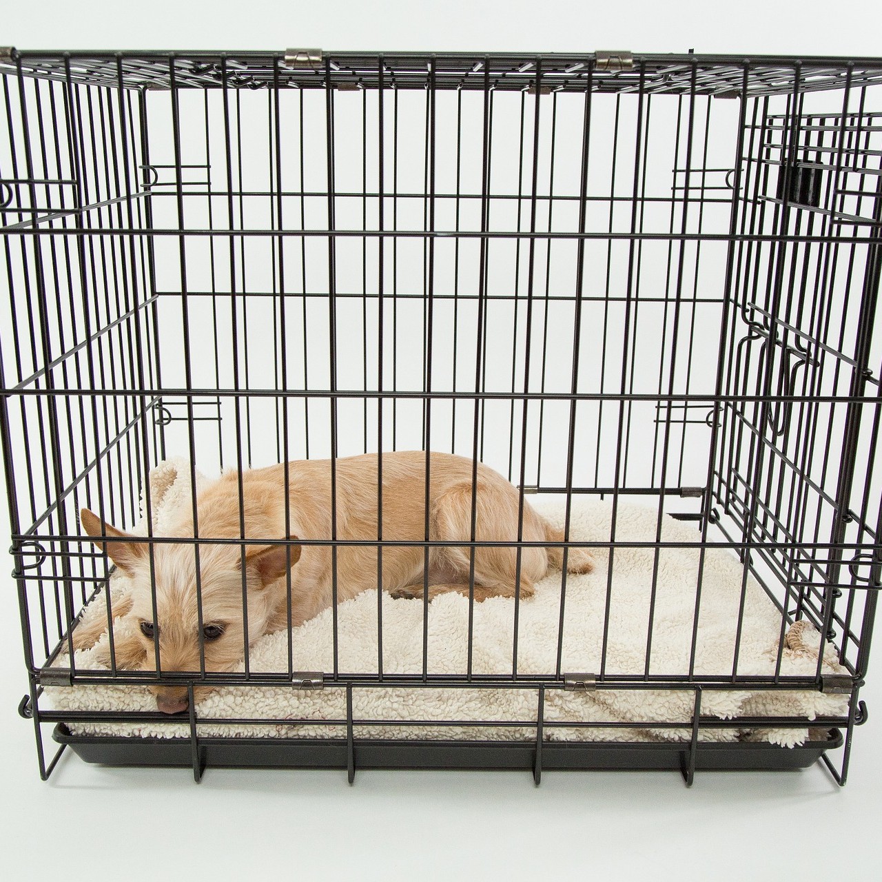 proselect dog cages
