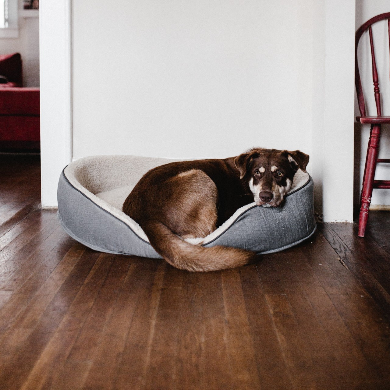 high k9 beds