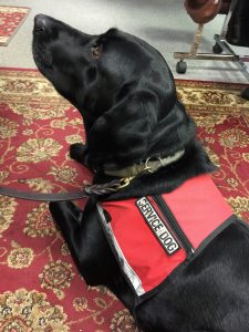 Dog Service Vest