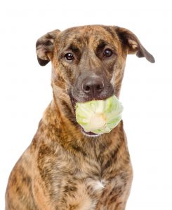 Dog eats raw cabbage