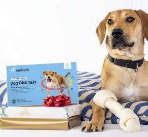 Dog lying beside Embark DNA test and chew bone