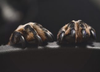 Close Up Of Dog Nails And Paws