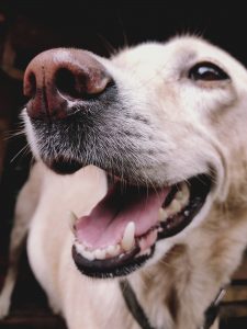 Happy Labrador Retriever Dog