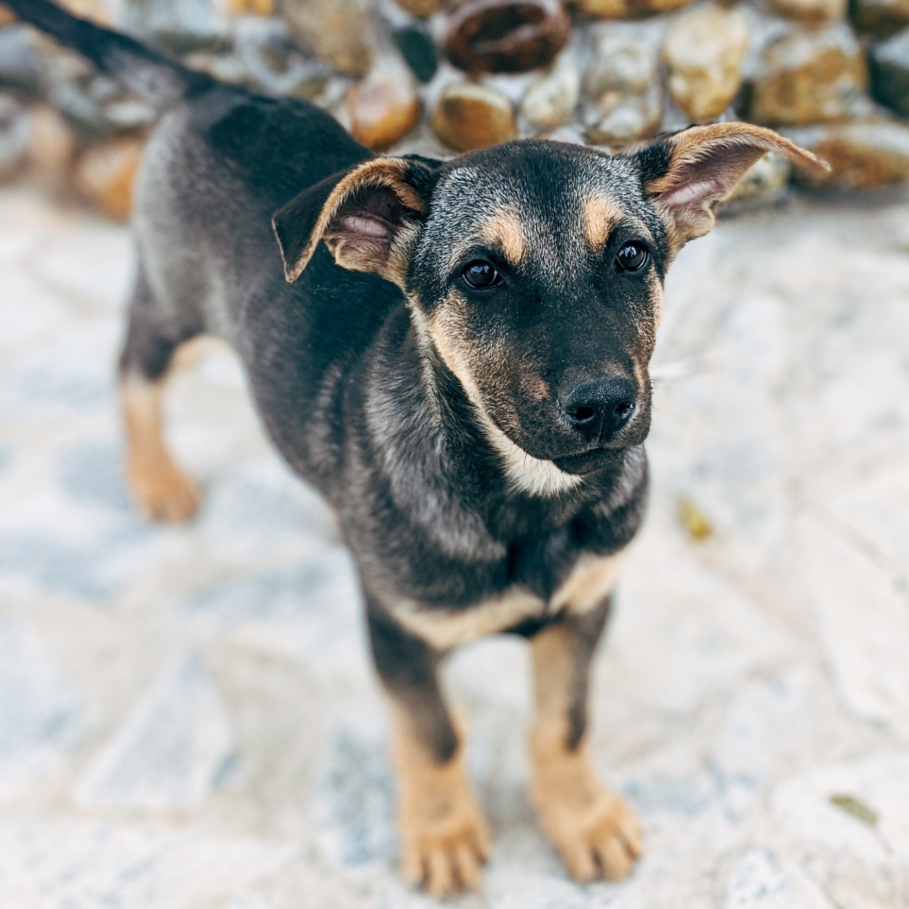 solid side pet steps for large dogs