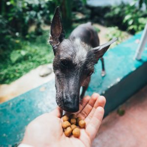 Dog Eating Food