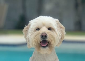 White Dog Near The Pool