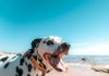 Happy Dalmatin Dog On The Seashore