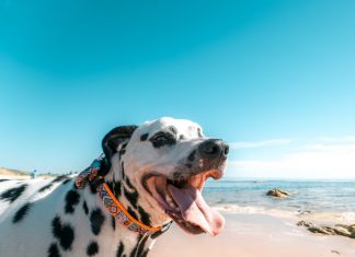 Happy Dalmatin Dog On The Seashore