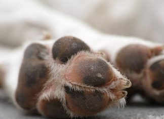 Close Up of Dog Paw