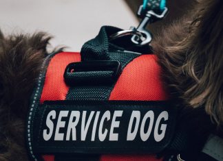Close Up of The Service Dog Vest On The Dog