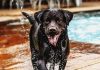 Dog Pool Review