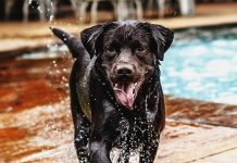 Dog Pool Review