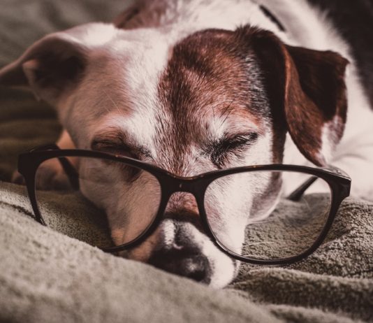 white and brown dachshund with black framed eyeglasses
