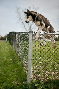 husky jumping over an outdoor dog park fence