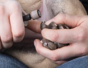 woman holding dog wihile grinding toenails